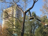 Незаконная вырубка деревьев в г. Алматы